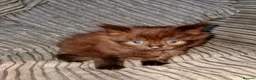 Mixed Breed cats for sale: 11 Adorable kittens 🐾 - Advert 18