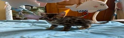 Bengal cats for sale: Pedigree TICA 💙 Bengal Kittens 🐆 Health Tested - Advert 4
