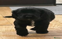 Cocker Spaniel dogs for sale: 2 beautiful cocker spaniels out of a litter of 7 - Image 28