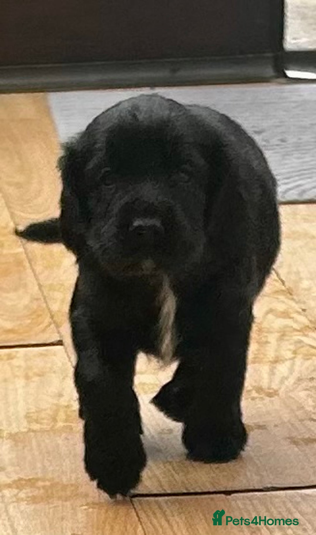Cocker Spaniel dogs for sale: 2 beautiful cocker spaniels out of a litter of 7 - Image 28