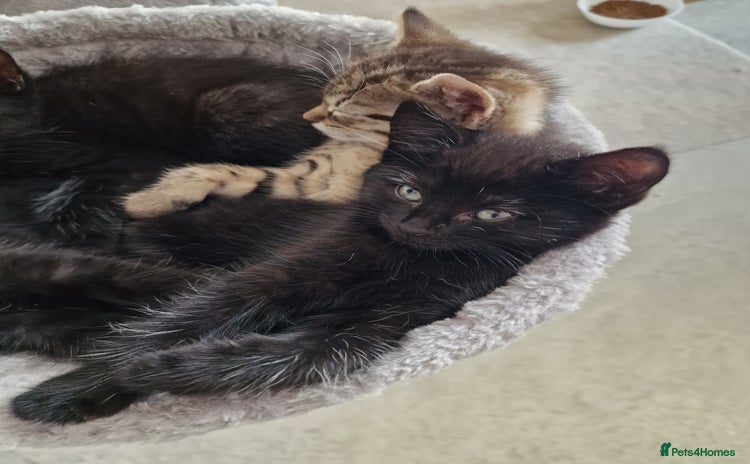 Mixed Breed cats - Advert 16