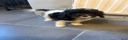 Cavapoo dogs for sale: Cavapoo puppies in Warrington - Advert 5