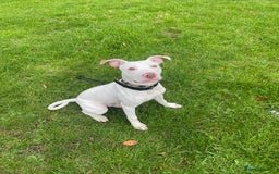 Mixed Breed dogs for sale: Stunning White Male - Image 8