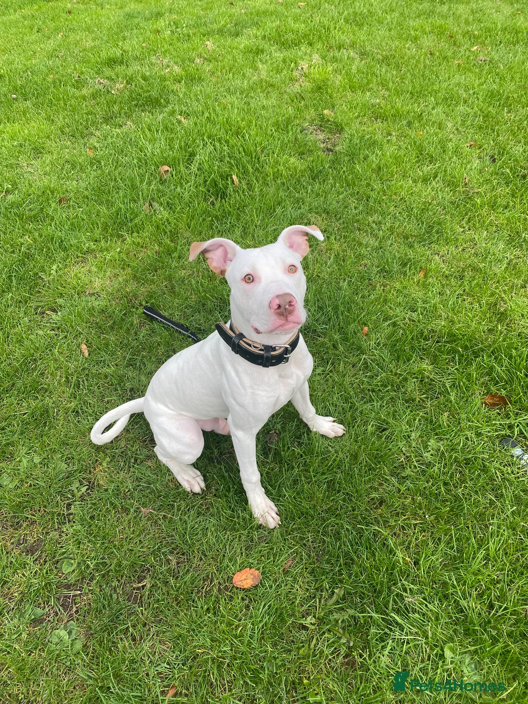 Mixed Breed dogs for sale: Stunning White Male - Image 8