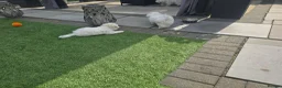 Maltese dogs for sale: Adorable Maltese Puppies for Sale - Advert 7