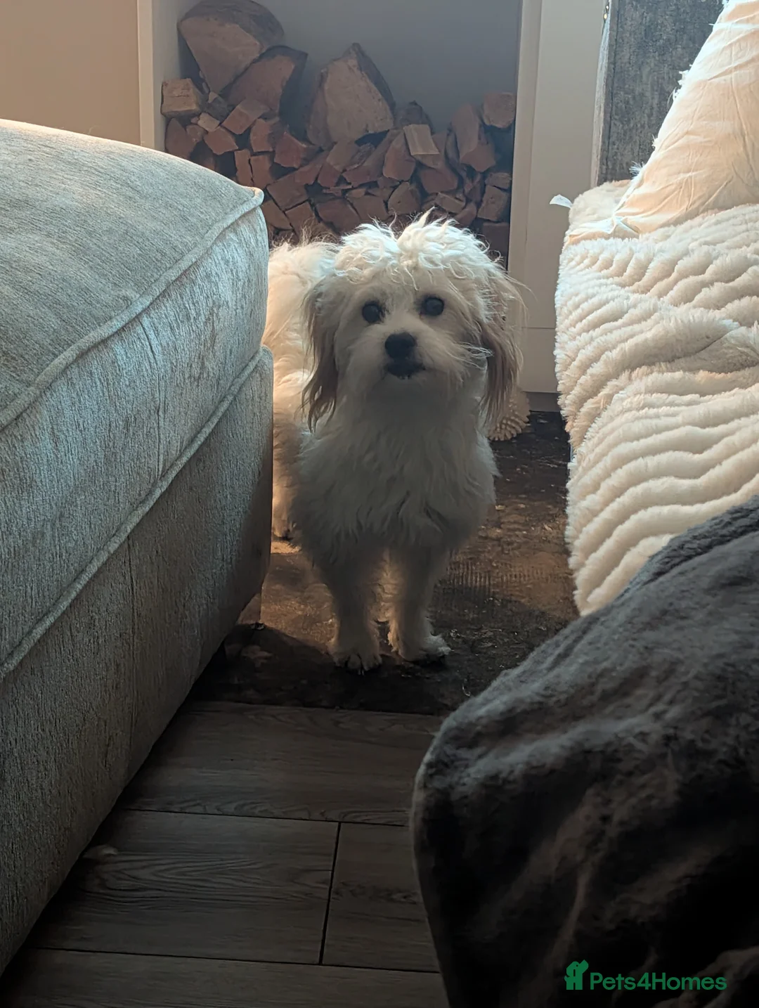 Cavapoochon dogs for sale: Male cavapoochon  - Advert 3