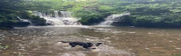 Border Collie dogs for sale: Maggie - 5 year old BC looking for the right home  - Advert 4