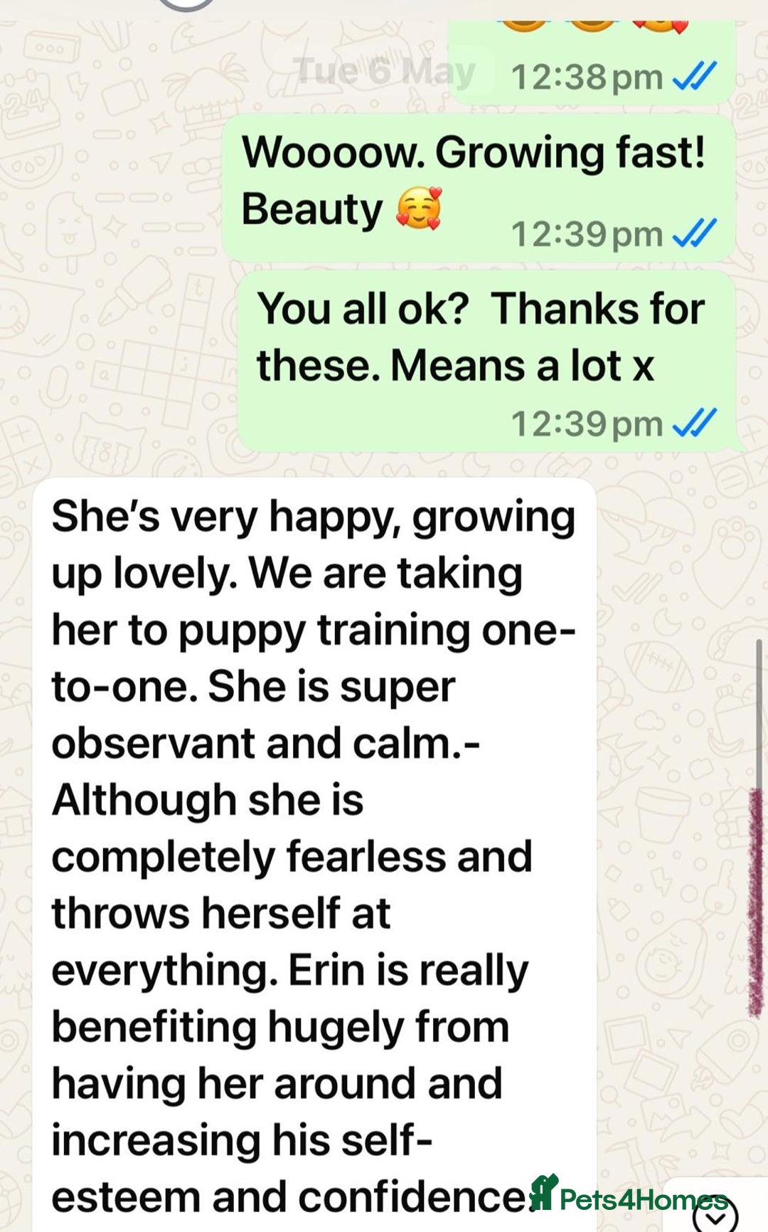 Golden Retriever dogs for sale: KC, Extensively Health tested Parents. Snow white - Image 32