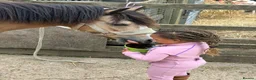Welsh Section A horses for sale: Teddy - perfect 1st lead rein pony  in Hemel Hempstead - Advert 6