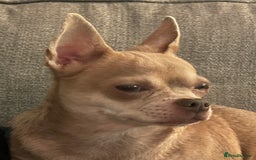 Chihuahua dogs for sale: Fawn chihuahua looking to be rehomed - Image 2