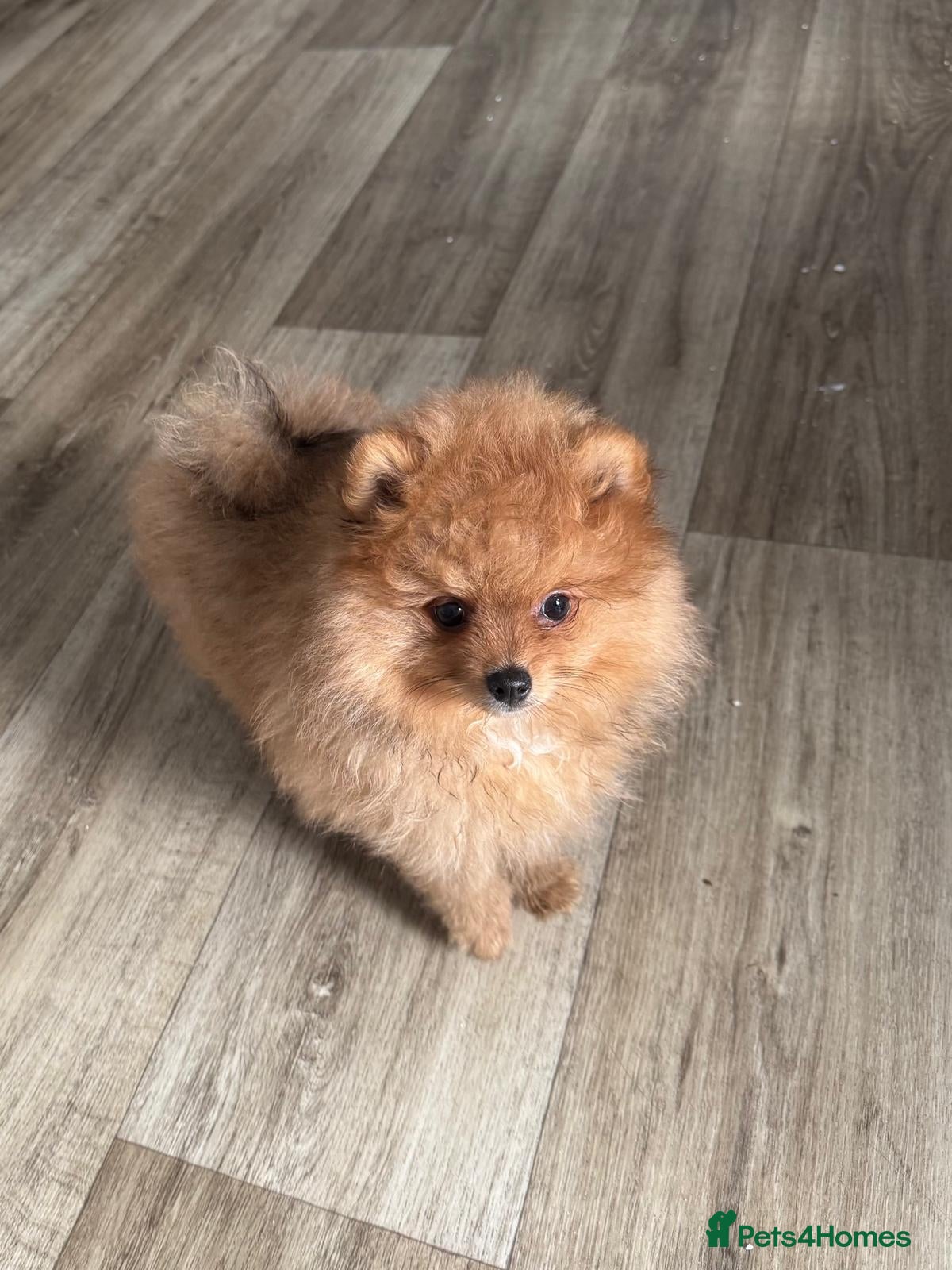 Pomeranian dogs KC reg Ready to go Luxury Pomeranian  - Advert 2