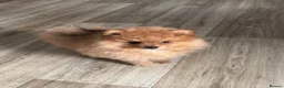 Pomeranian dogs for sale: KC reg Ready to go Luxury Pomeranian  - Advert 4