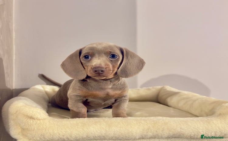Miniature Dachshund dogs - Advert 10
