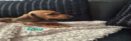 Dachshund dogs for sale: READY NOW- 1 boy left!Kc mini dachshund fully Vac - Advert 2