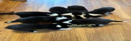 Border Collie dogs for sale: Border Collie Puppies - Advert 2