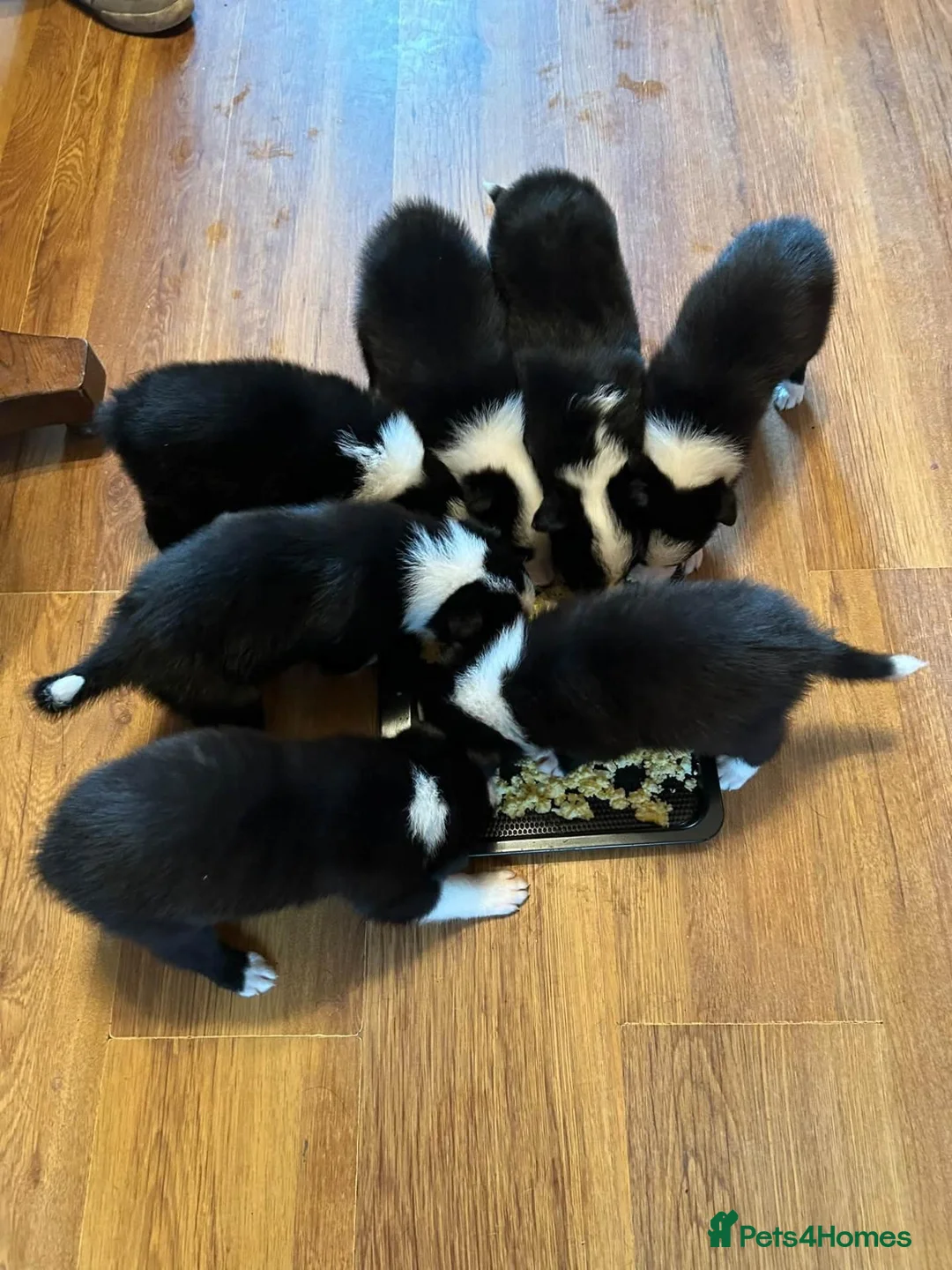 Border Collie dogs for sale: Border Collie Puppies - Advert 2