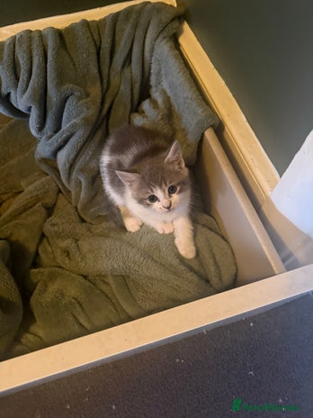 British Shorthair cats - Advert 10