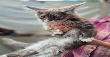 Maine Coon cats - Advert 16