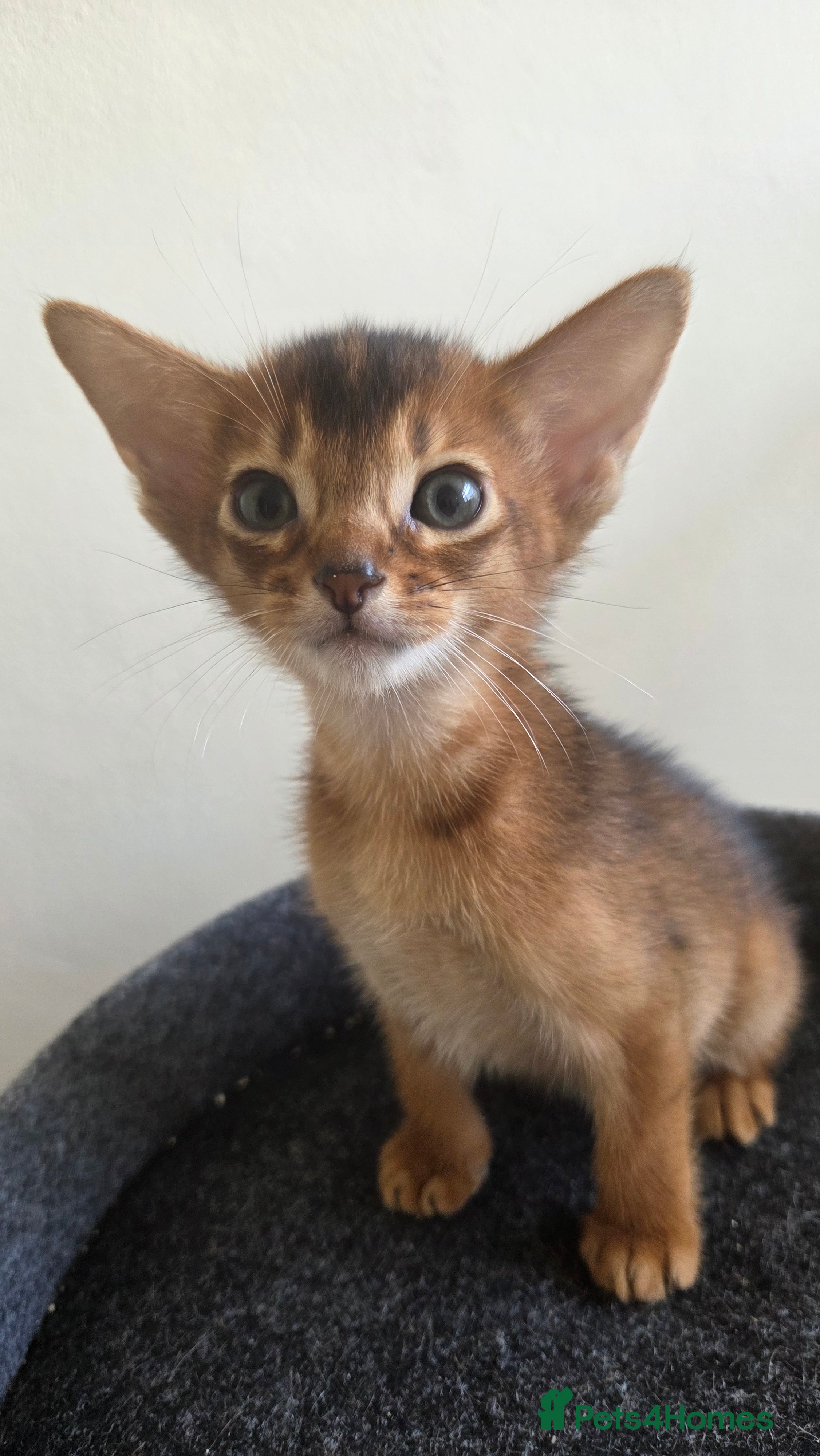 Abyssinian cats TICA-registered Abyssinian kittens - Advert 5