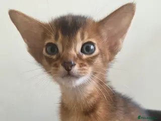 Abyssinian cats TICA-registered Abyssinian kittens - Advert 5