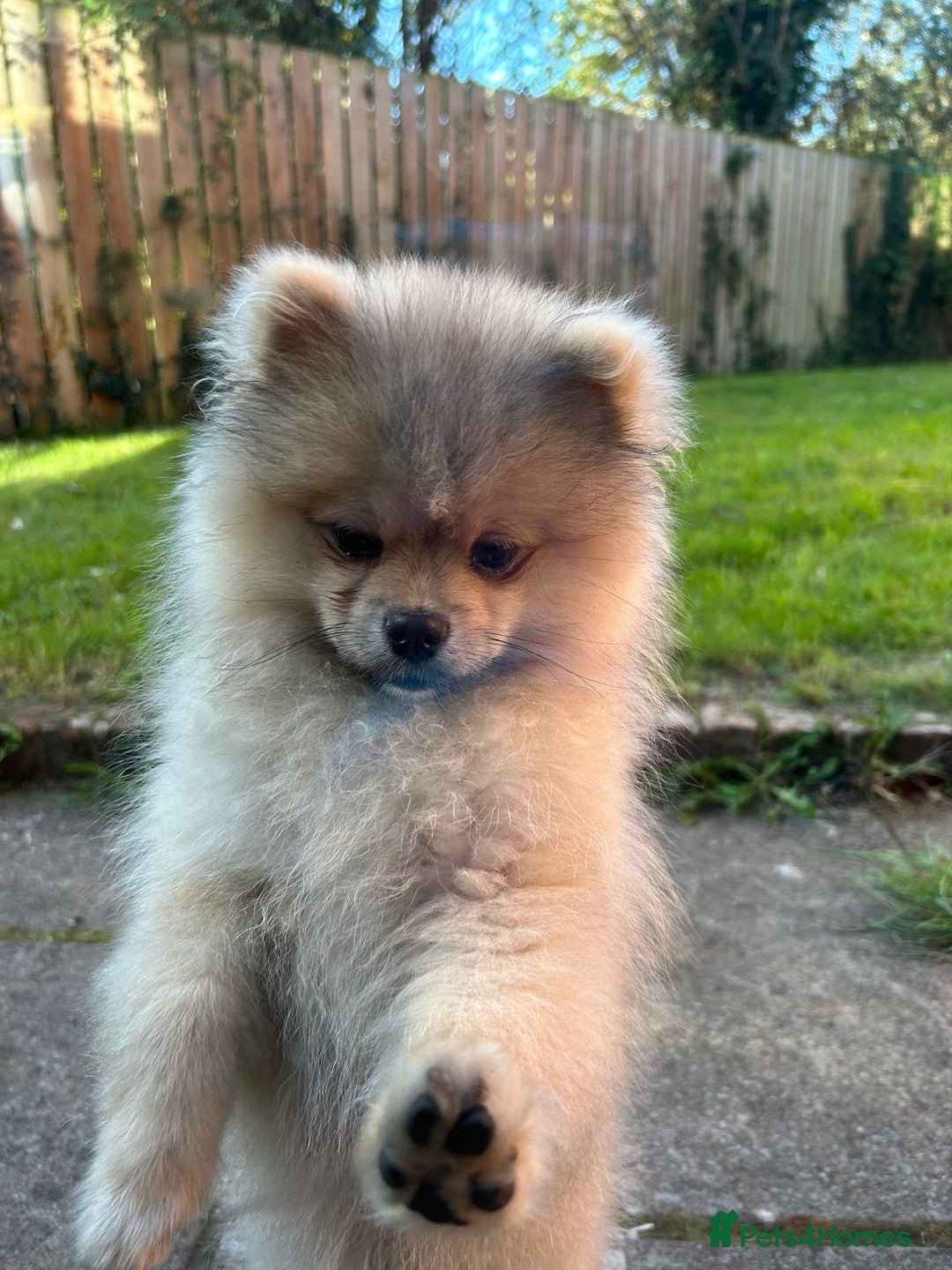Pomeranian dogs for sale: Beautiful Pomeranian Boy - Image 6