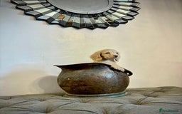 Miniature Dachshund dogs for sale: cream colour's KC miniture dachshund - Image 28