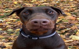 Dobermann dogs for sale: Pregnancy Confirmed - European Doberman Puppies - Image 27