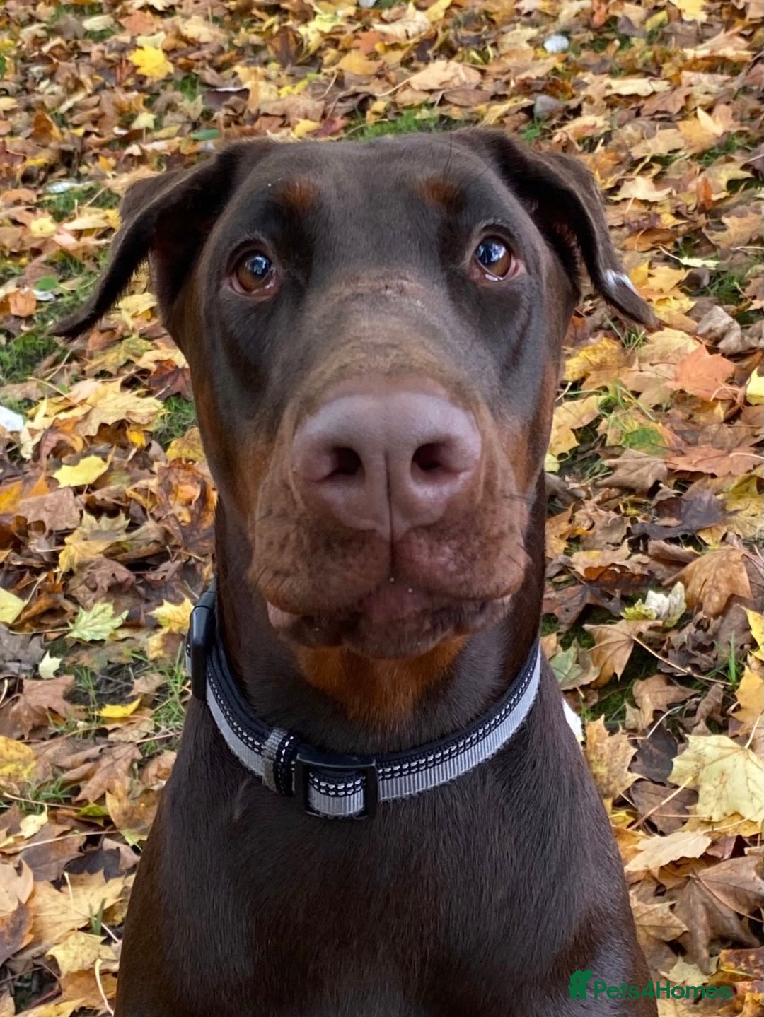 Dobermann dogs for sale: Pregnancy Confirmed - European Doberman Puppies - Image 27