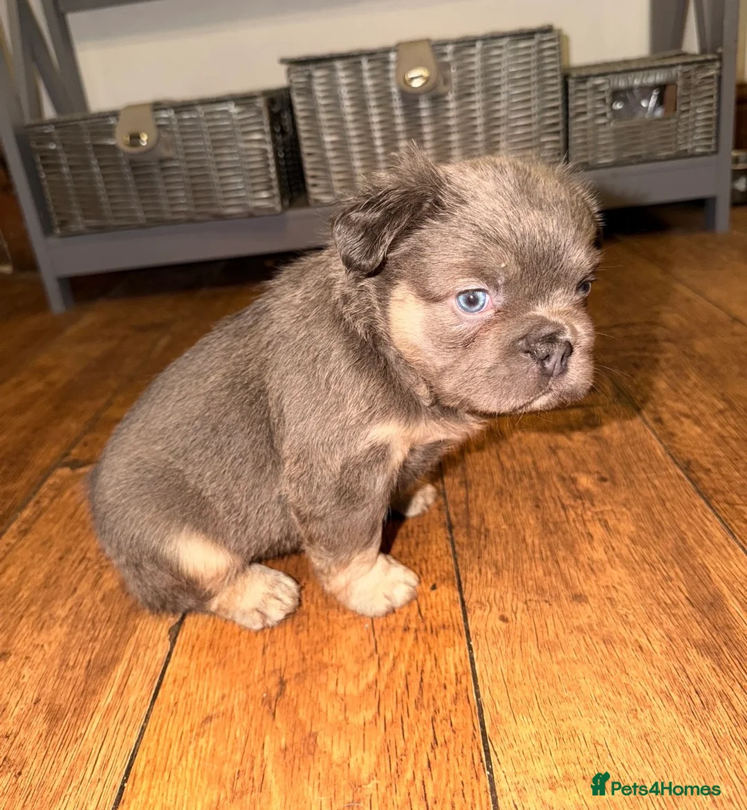French Bulldog dogs for sale: Fluffy frenchies new shade/ lilactan pink-testable - Advert 3