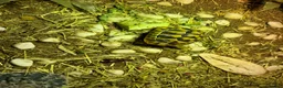 Tortoise reptiles for sale: Herman’s tortoise and fullSetup  - Advert 3