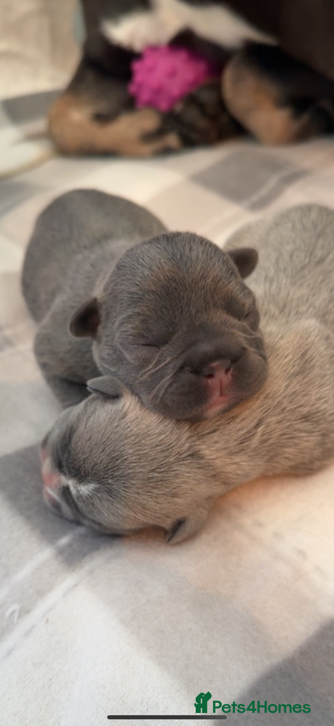 French Bulldog dogs for sale: French bull dog puppies - Advert 2