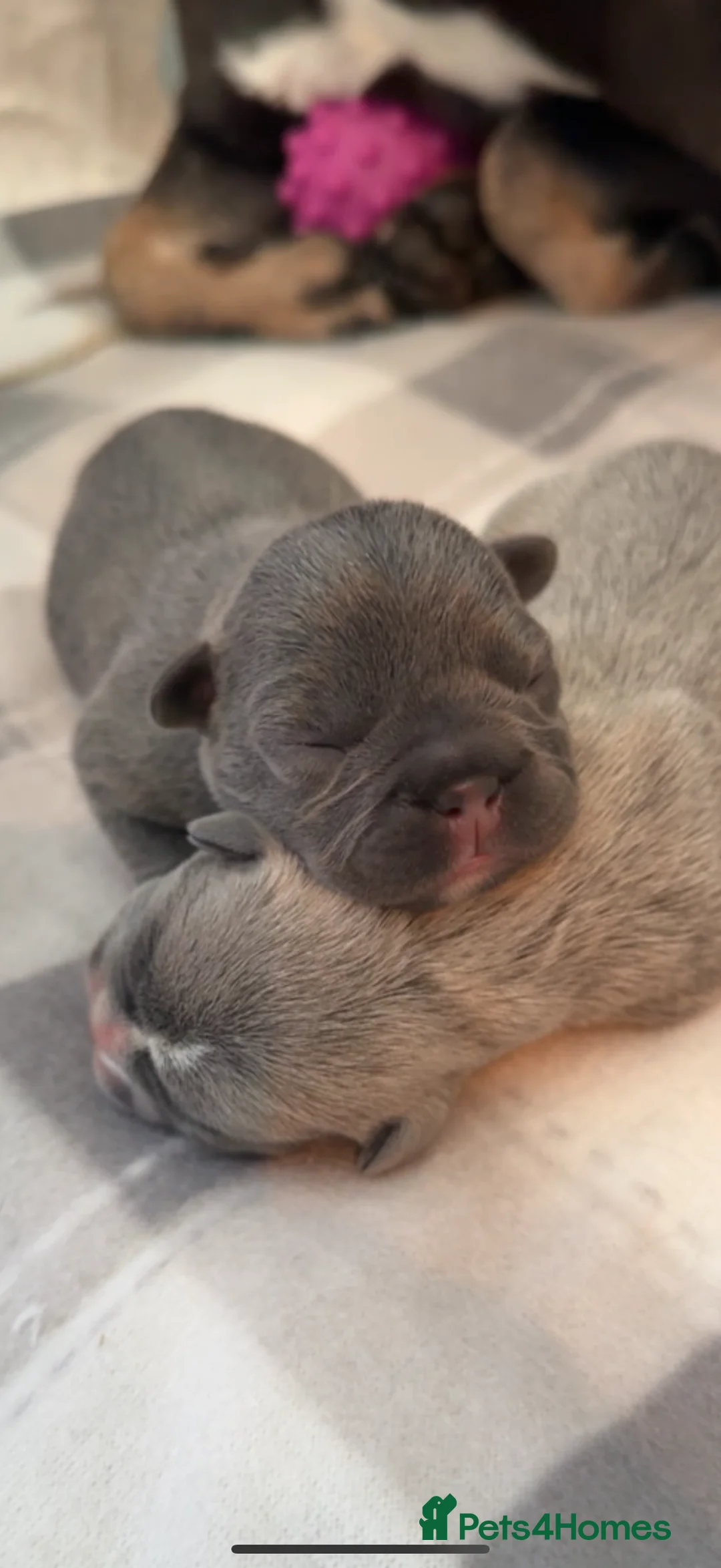 French Bulldog dogs for sale: French bull dog puppies ONLY 2 MALES LEFT - Advert 2