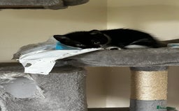 Domestic Shorthair cats for sale: 7 very adorable kittens ready now  - Image 21