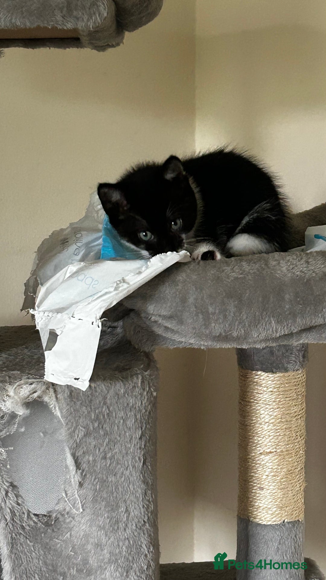 Domestic Shorthair cats for sale: 7 very adorable kittens ready now  - Image 21