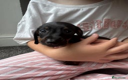 Dachshund dogs for sale: Miniature dachshunds ready now 💗 - Image 28
