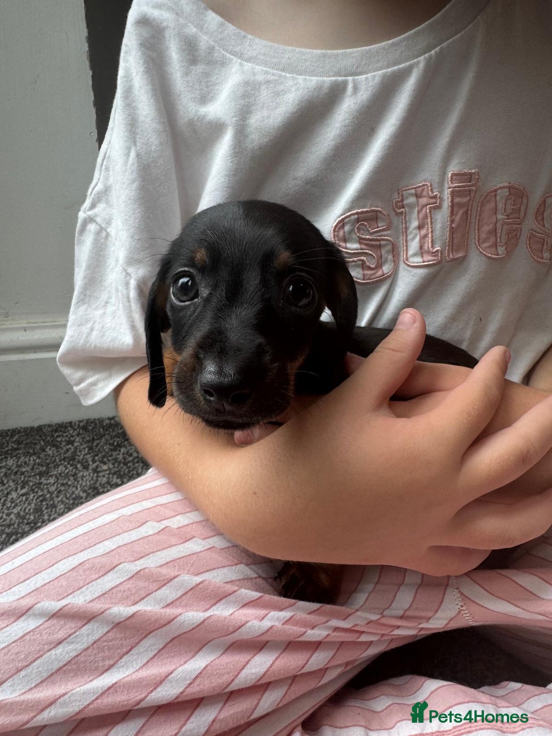 Dachshund dogs for sale: Miniature dachshunds ready now 💗 - Image 28