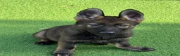 German Shepherd dogs for sale: Exceptional KC Reg Czech Working Line GSD Puppies - Advert 10