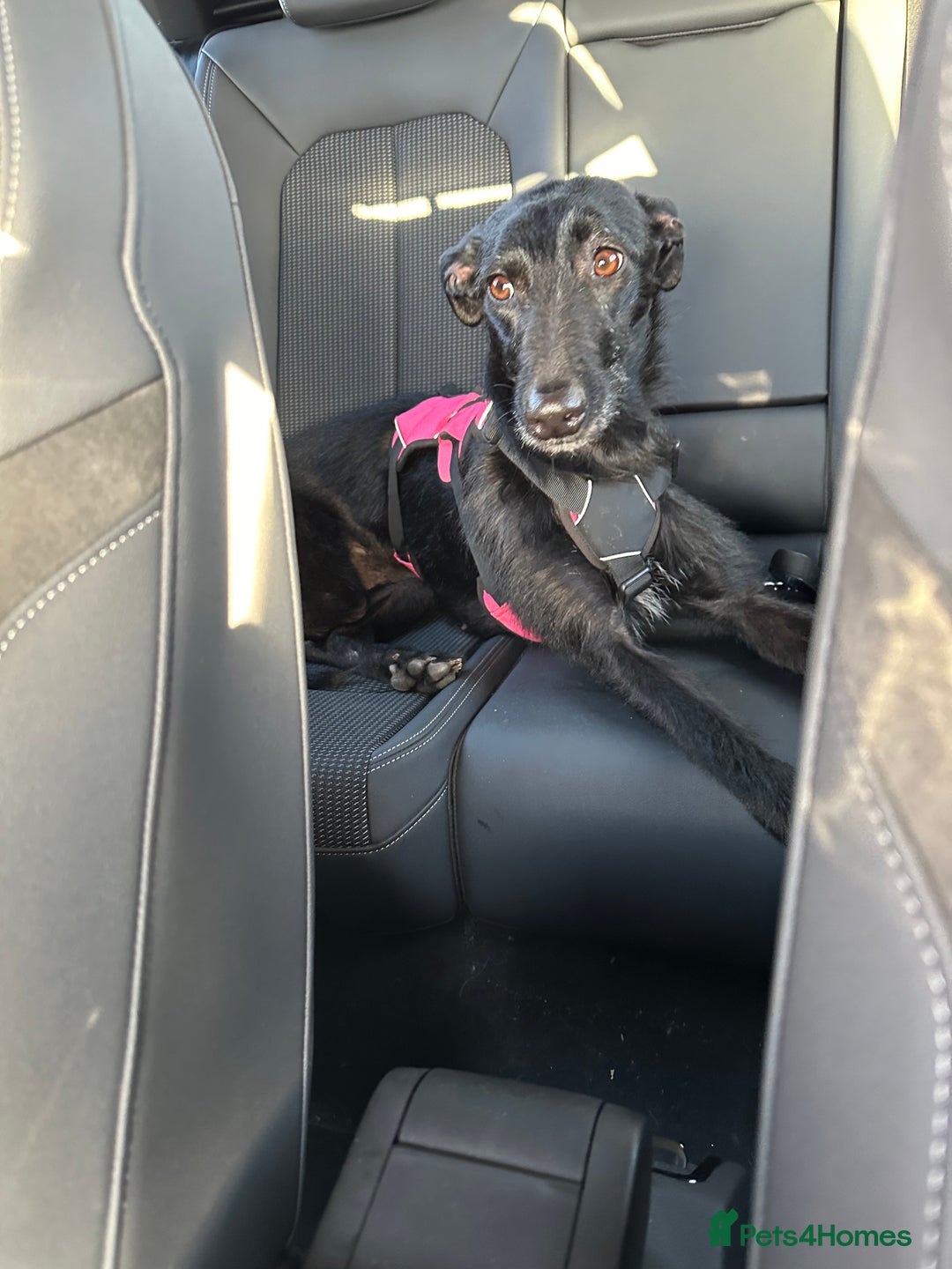 Lurcher dogs for sale: Four-year-old lurcher for sale - Image 14