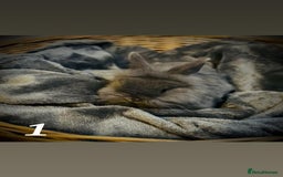 Lionhead rabbits for sale: Lion head rabbit s - Image 1