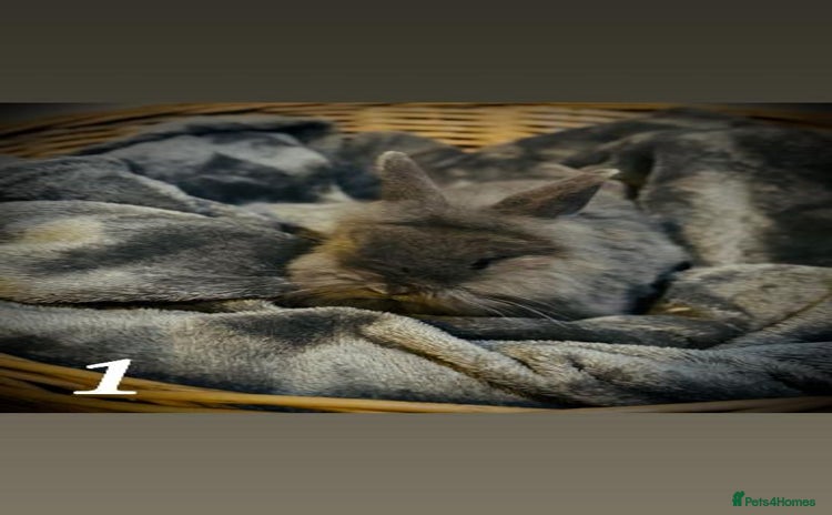 Lionhead rabbits - Advert 8