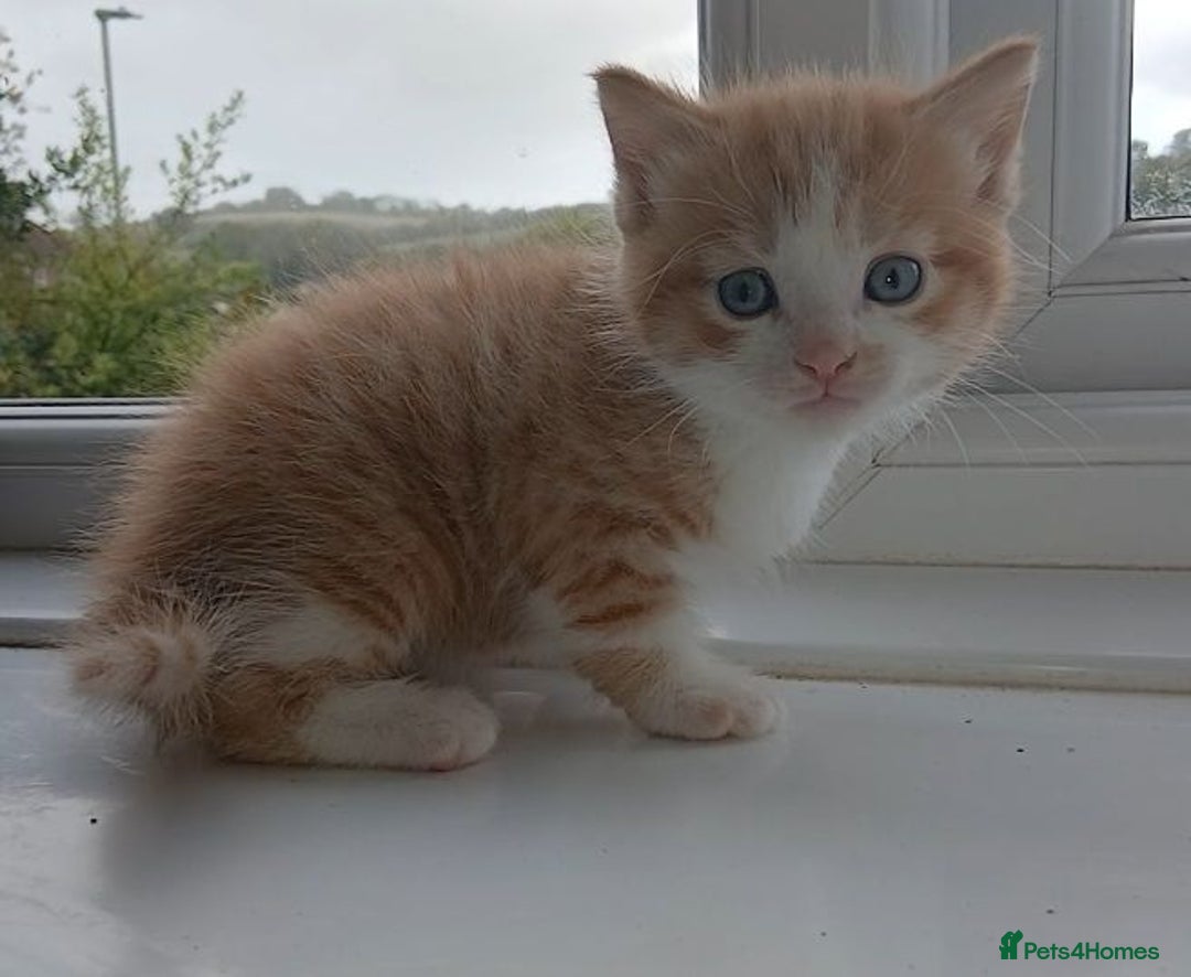 Domestic Shorthair cats for sale: Calico mixed - Image 4