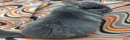 Chinchilla rodents for sale: Variety of chinchillas babys and adults - Advert 6