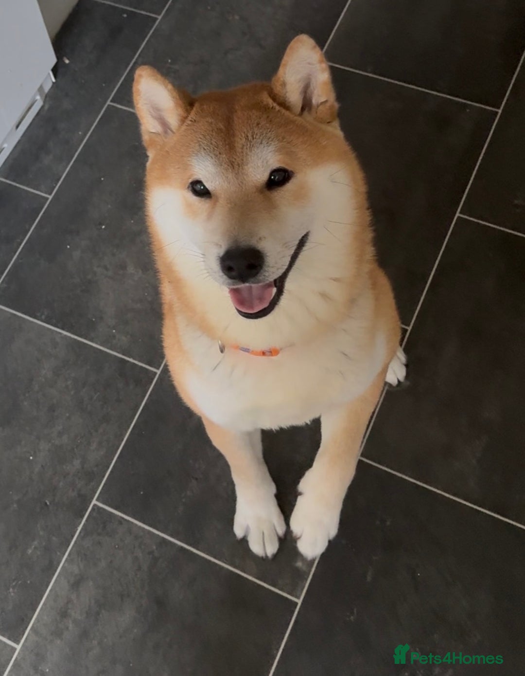 Japanese Shiba Inu dogs for sale: Japanese Shiba Inu - Advert 1