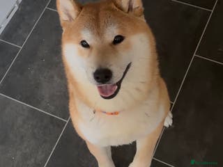 Japanese Shiba Inu dogs Japanese Shiba Inu - Advert 4