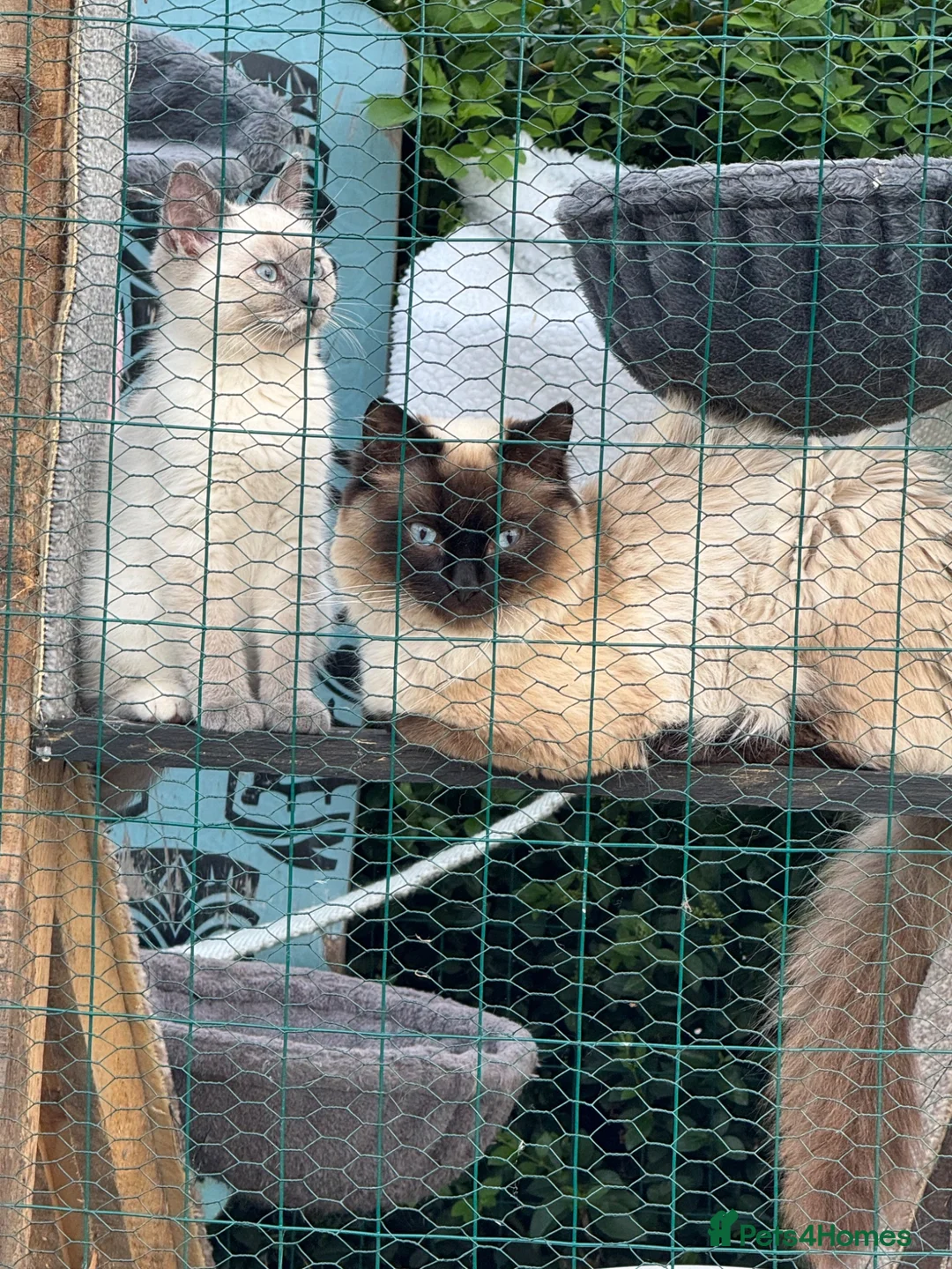 Ragdoll cats for sale: Beautiful Ragdoll  - Advert 1