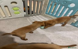 Labrador Retriever dogs for sale: Home bred working Labrador puppies - Image 33