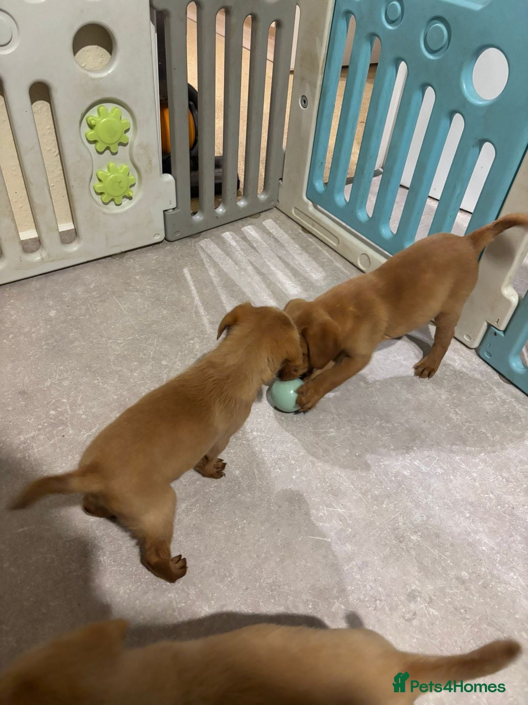 Labrador Retriever dogs for sale: Home bred working Labrador puppies - Image 33