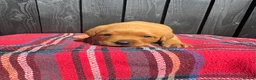 Labrador Retriever dogs for sale: 🧡 Fox Red KC working Labrador’s  in Thetford - Advert 11