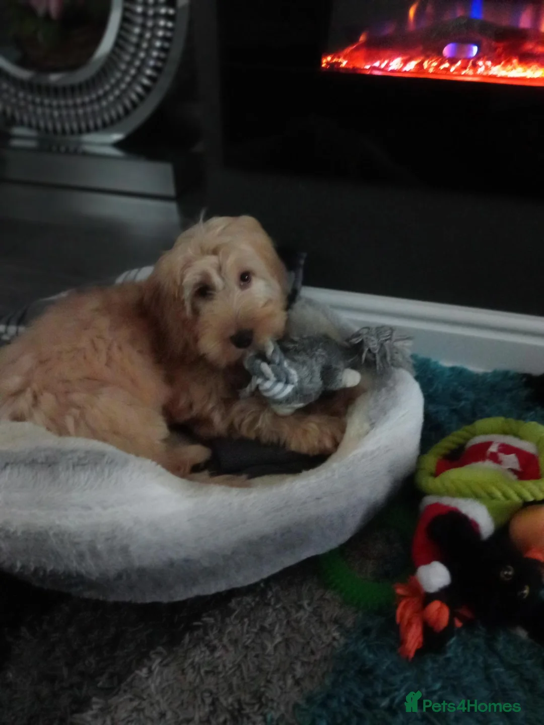 Cockapoo dogs for sale: Gorgeous 5 month old cockapoo  in Belfast - Advert 3
