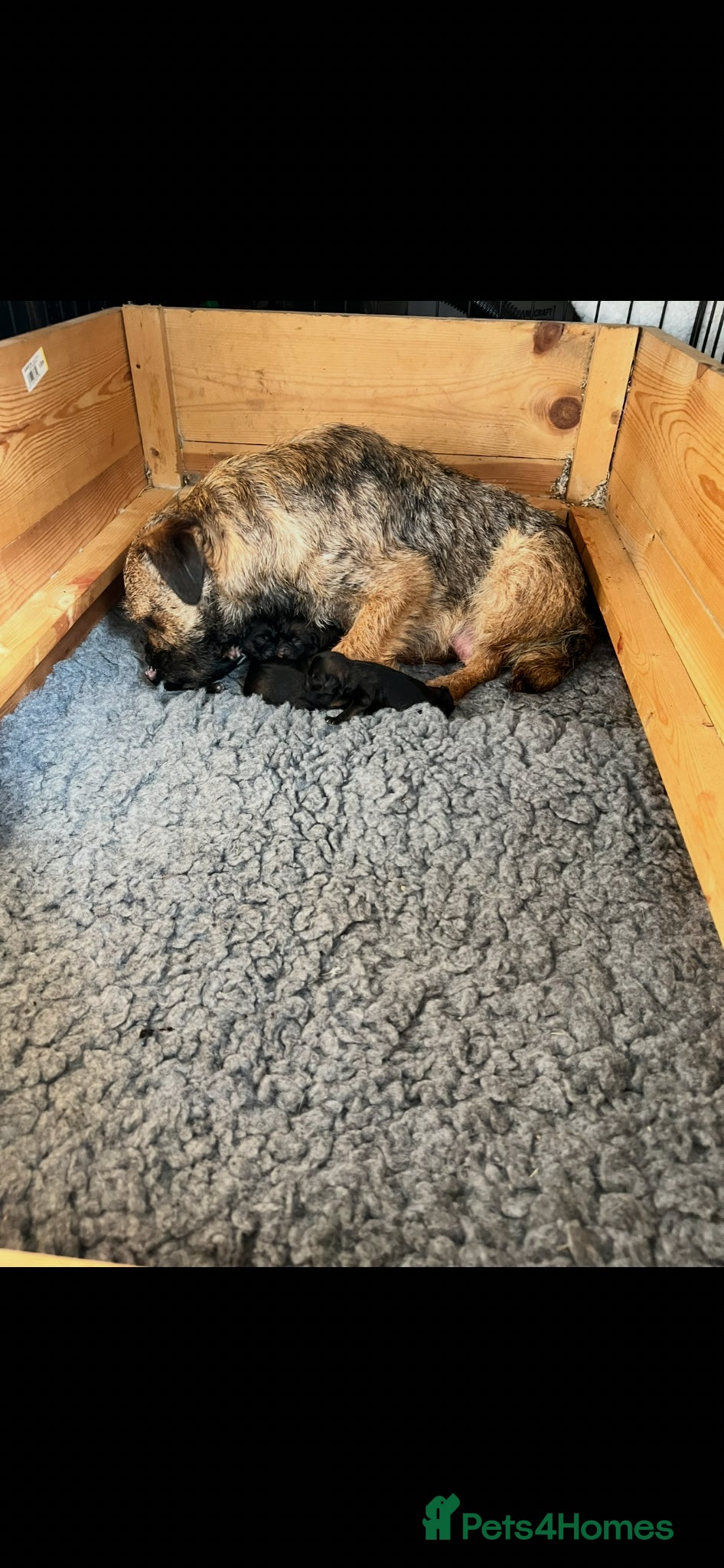 Border Terrier dogs Border Terrier Puppiee  - Advert 2